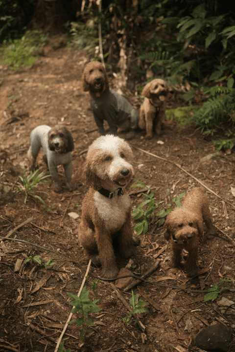 Adventure dogs