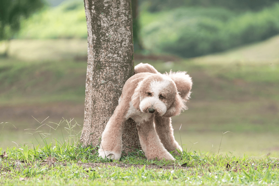 Adventure dogs